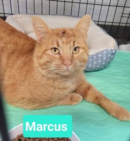 Marcus image 1