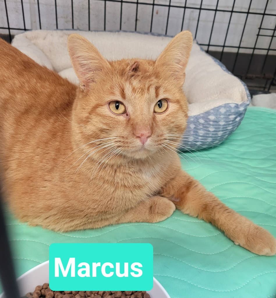 Marcus - Domestic Short Hair