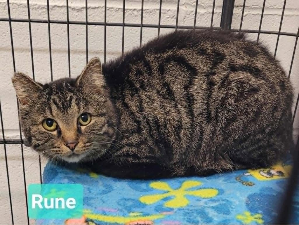 Rune - Domestic Short Hair