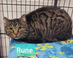Rune image 3