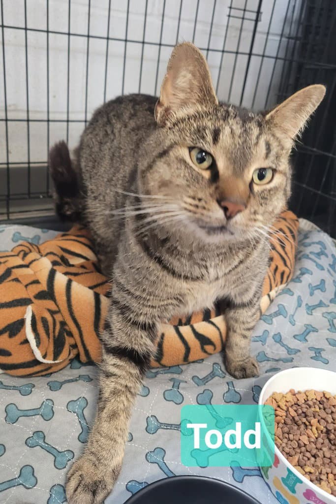 Todd - Domestic Short Hair