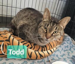Todd image 2