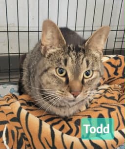 Todd image 3