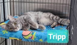 Tripp image 1