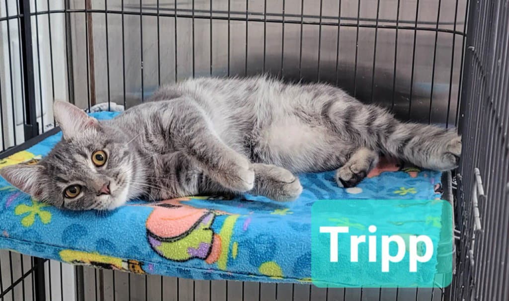 Tripp - Domestic Short Hair