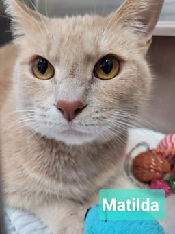 Matilda image 1