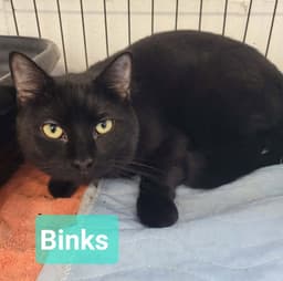 Binks image 1