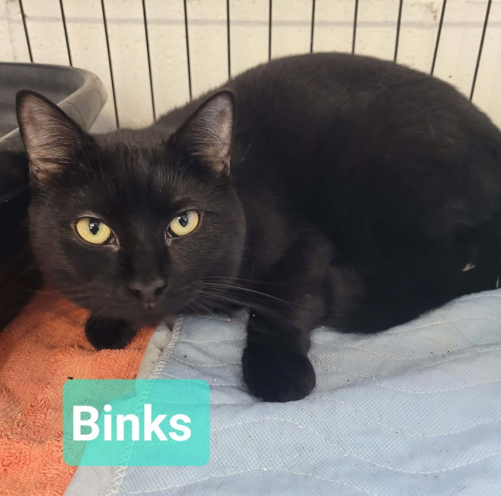 Binks - Domestic Short Hair