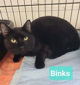 Binks image 3