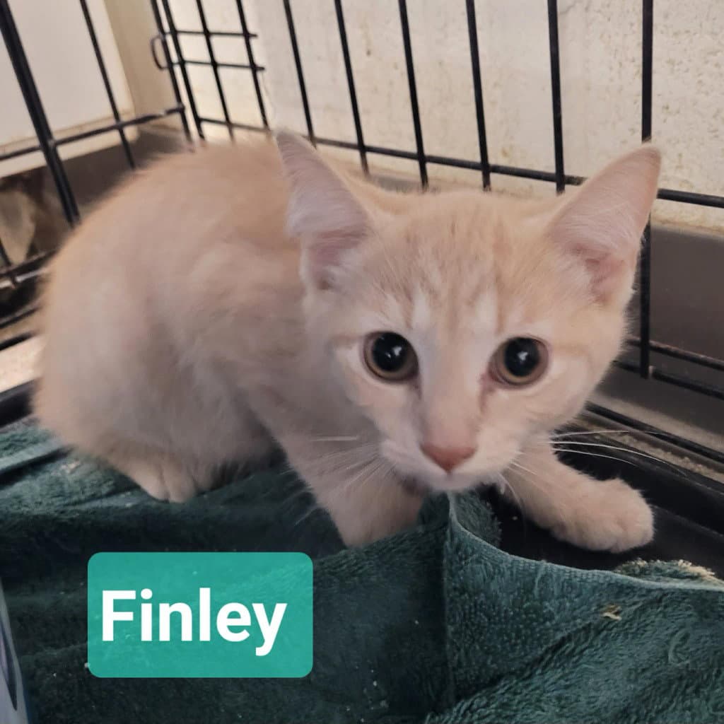 Finley - Domestic Short Hair