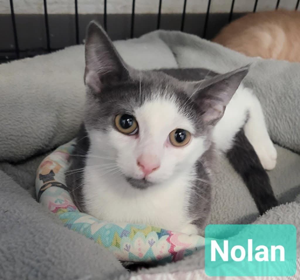 Nolan - Domestic Short Hair