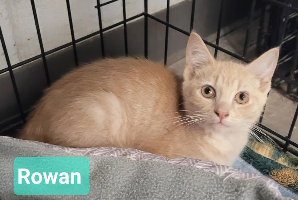 Rowan - Domestic Short Hair