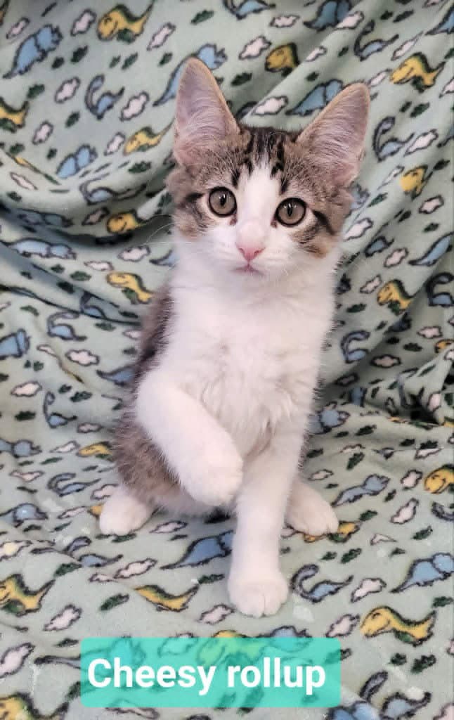 Cheesy Rollup - Domestic Medium Hair