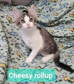 Cheesy Rollup image 3