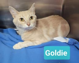 Goldie image 1