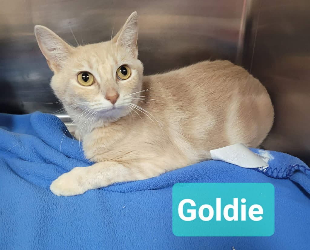 Goldie - Domestic Short Hair