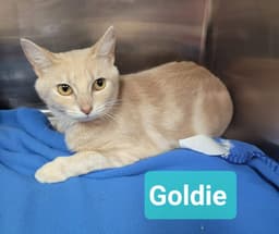 Goldie image 2