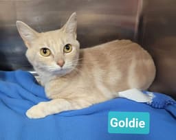 Goldie image 3