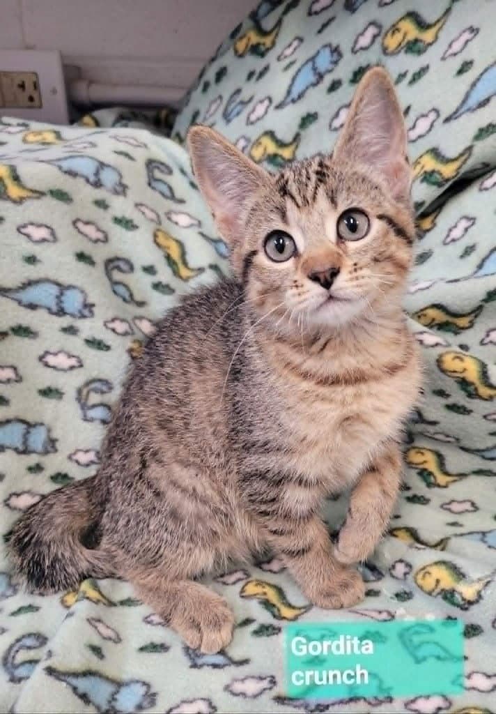 Gordita Crunch - Domestic Short Hair