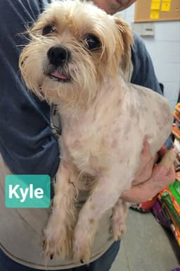 Kyle image 2