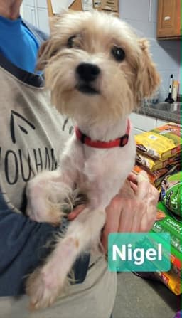 Nigel image 1