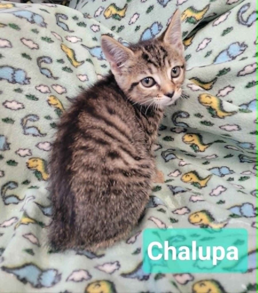 Chalupa - Domestic Short Hair