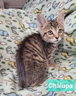 Chalupa image 3