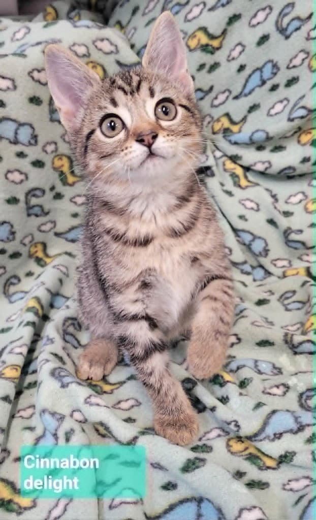 Cinnabon Delight - Domestic Short Hair