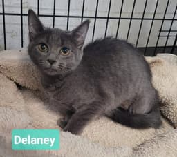 Delaney image 1