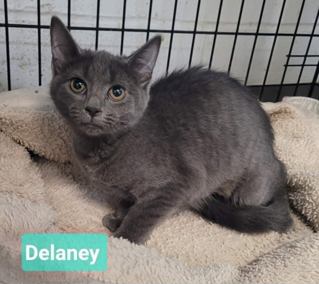 Delaney