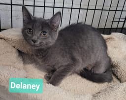 Delaney image 2