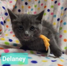 Delaney image 3