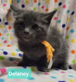 Delaney image 4