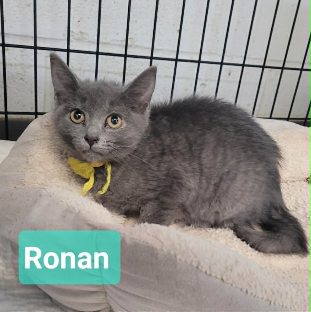 Ronan - Domestic Short Hair