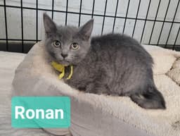 Ronan image 2