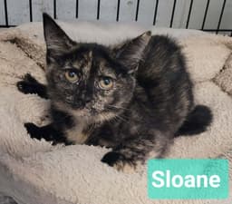 Sloane image 1