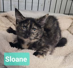 Sloane image 2