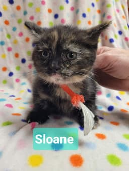 Sloane image 3