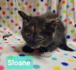 Sloane image 4