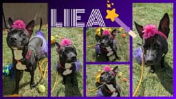 Leia image 2