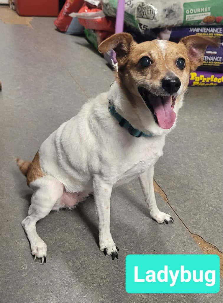 Ladybug - Jack Russell Terrier
