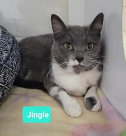 Jingle-Sponsored image 1