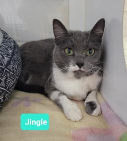 Jingle-Sponsored image 3