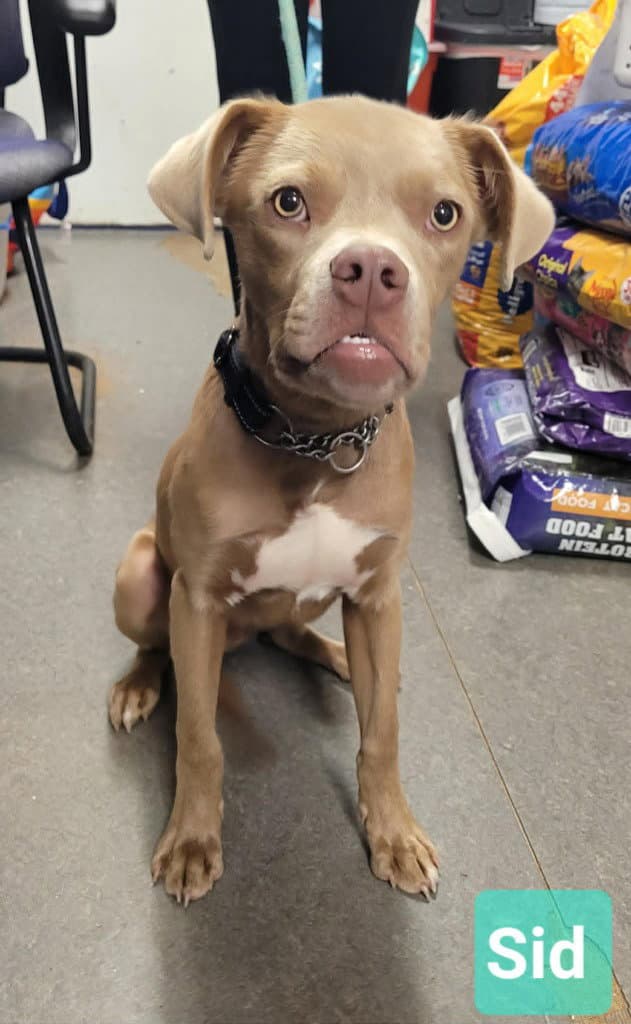 Sid - Weimaraner