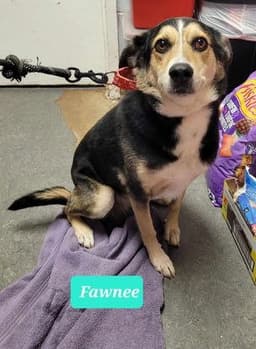 Fawnee image 1