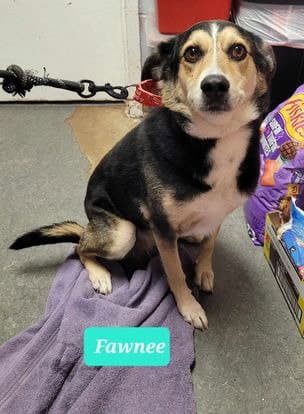 Fawnee - Australian Shepherd