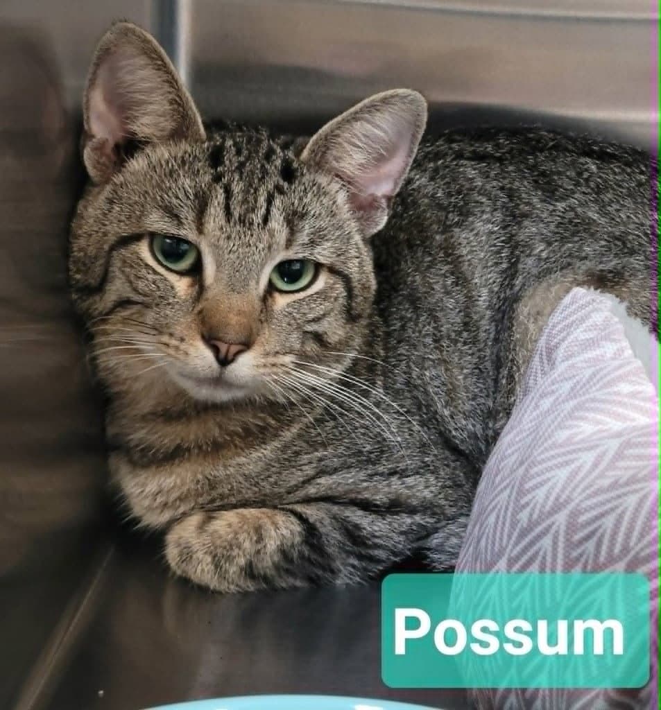 Possum-Sponsored - Domestic Short Hair