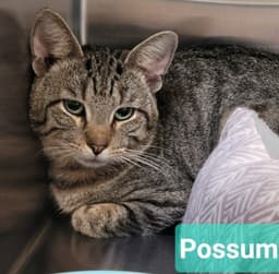 Possum-Sponsored image 3