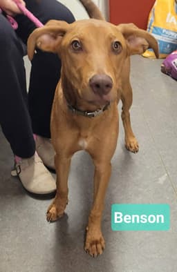 Benson image 1