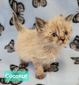 Coconut image 3